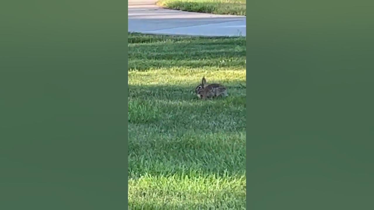 Bunny Not Moving shorts YouTube