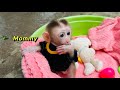 Baby monkey Tina obediently waited for her mother to return, so cute