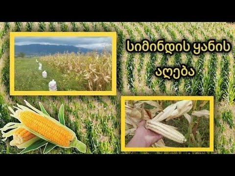 სიმინდის ყანის აღება ....