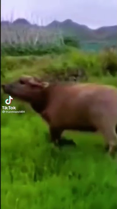 Vidio tiktok lucu sex 😆#short