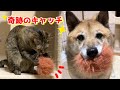 柴犬と猫のコンビネーションキャッチからの子猫にお水を譲る優しい柴犬♡ Shiba Inu and Cat combination catch