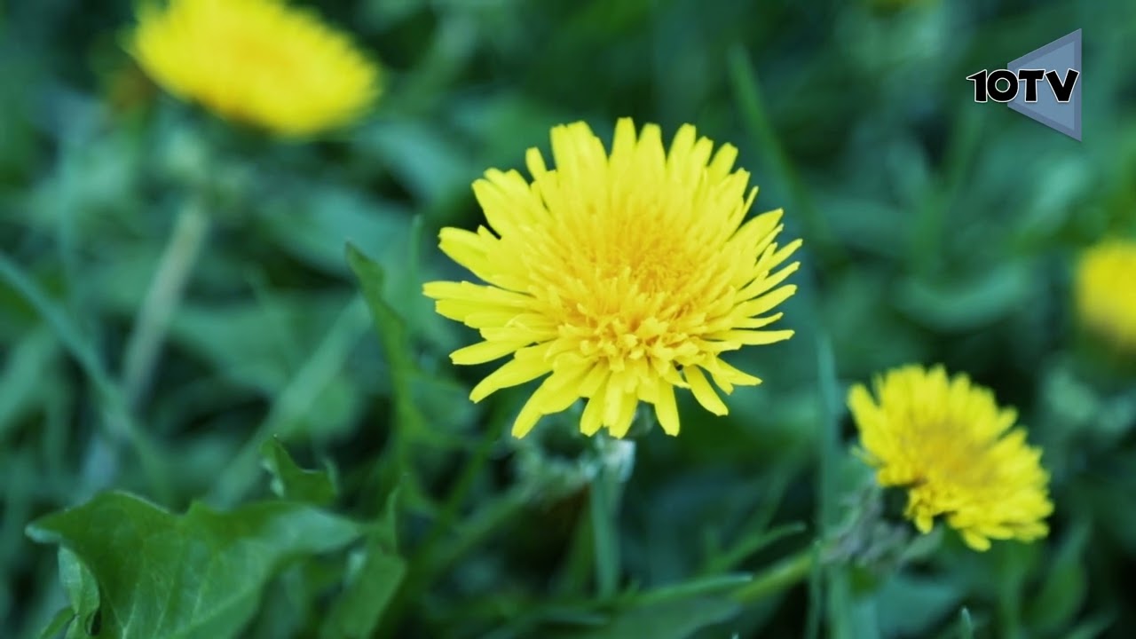 Чытаем вершы разам. Максiм Танк-Рукi мацi.