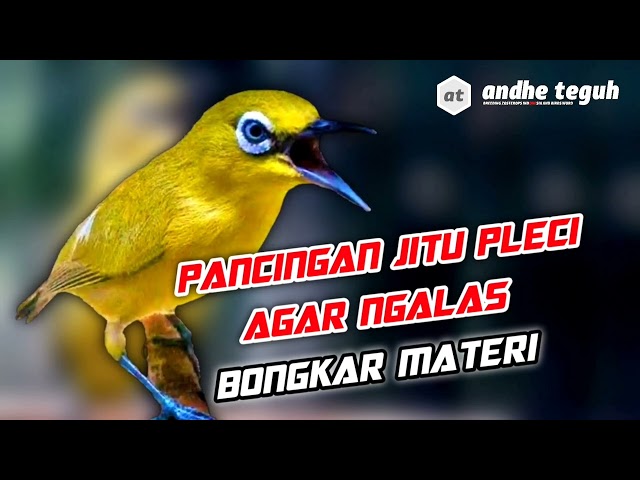 Seketika Pleci Anda Akan Ngikut NGALAS BONGKAR MATERI !!! Pancingan Jitu Pleci Agar Buka Paruh class=