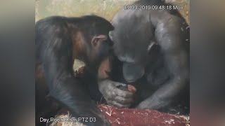 Animals Acting like Humans #2 • Reddit Compilation