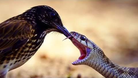 🦜Bird Vs Snake fighting🐍  | Bird | Snake | Ai Shorts 