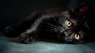 Cute Black Kittens Compilation - Cutest Video!