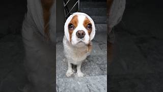 Köpeğe kamyon çarptı ! 🚚😳🐶 ( Sonuna Dikkat ! ) #köpek #köpekler #komedi #comedy #shorts #eğlence