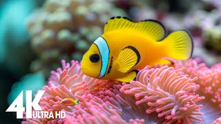 4K Aquarium for Relaxation 🐠 Relaxing Oceanscapes - Sleep Meditation 4K UHD Screensaver