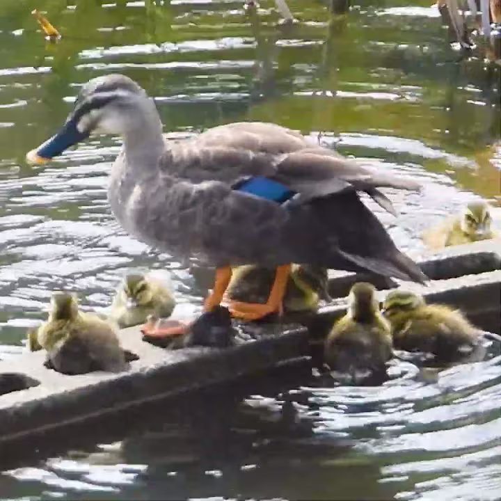 雛がとんでもないことに【カモ親子】💦（みんなの動物園2023で雛10羽で引っ越したカルガモ親子）