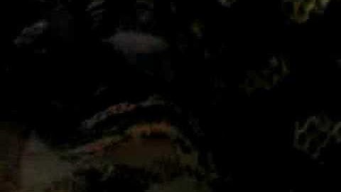 Jungle Carpet Python eats a rat