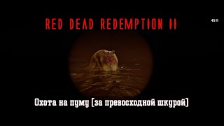 RDR II. Серия 135. Охота на пуму (за превосходной шкурой) (Глава 3. Полуостров Клеменса)