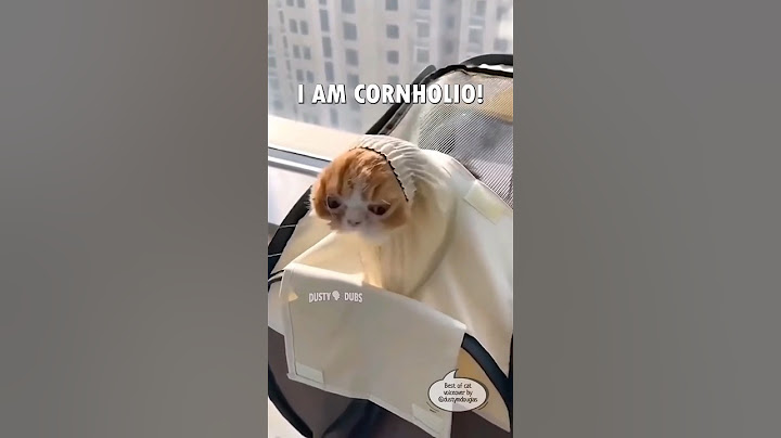 Fan Made Dusty🗣️Dubs Cat Compilation (Part 1 of 3) #shorts