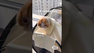 Fan Made Dusty🗣️Dubs Cat Compilation (Part 1 of 3) #shorts