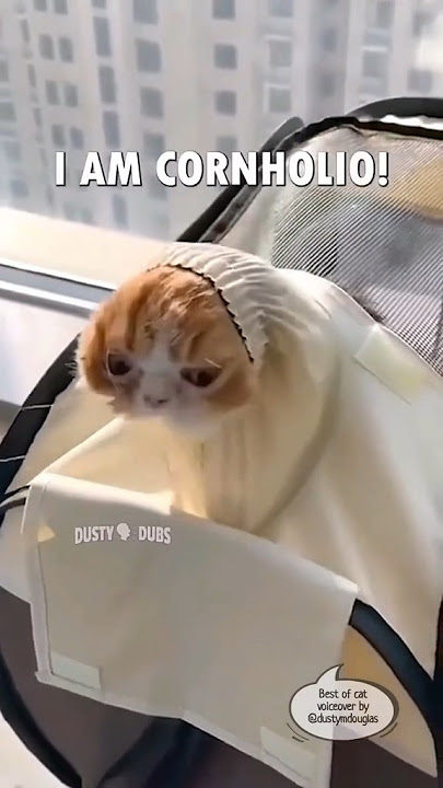 Fan Made Dusty🗣️Dubs Cat Compilation (Part 1 of 3) #shorts