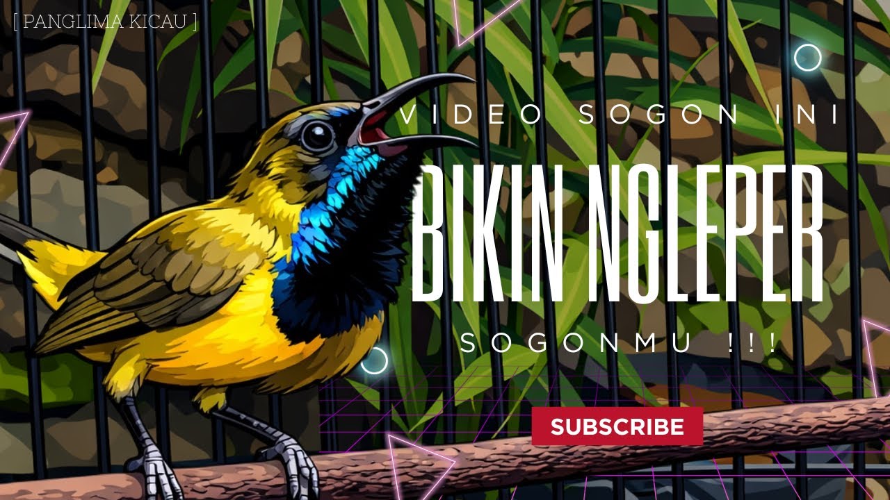 💥 Sogon Ngamuk! Sekali Pancing Langsung Ngleper Tanpa Ampun #pancingansogon #sogongacor #sogon