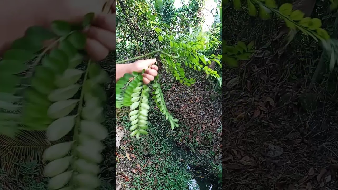 Props of having a governor plum tree! 