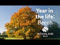 A year in the life of a beech tree  woodland trust