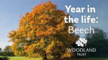 A Year in the Life of a Beech Tree | Woodland Trust