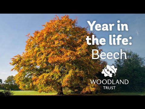 A Year in the Life of a Beech Tree | Woodland Trust