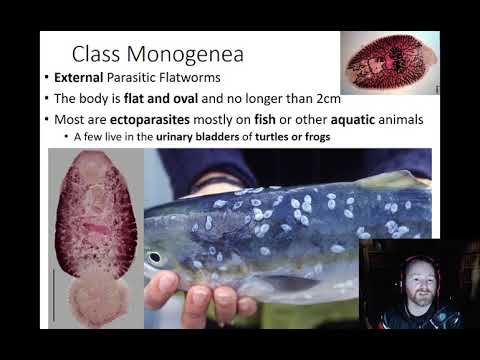 filo platyhelminthes classe monogenea