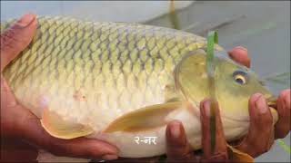 Cyprinus Fish Farming