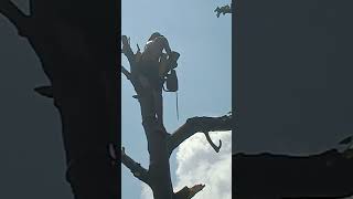 Pangkas Pohon Matoa sawmill jalan bengkelkayu serkelrakitan chainsawman tebang pohon