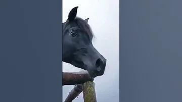 الخيل العربية الخيل سهيل الخيل الاصيلة جمال سباق حيوانات حمل ممتعه 