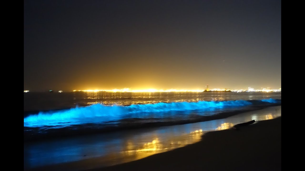 The Glowing Sea- (Bioluminescence waves) - YouTube