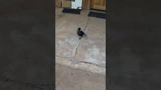 Feeding A Magpie With A Deficiency