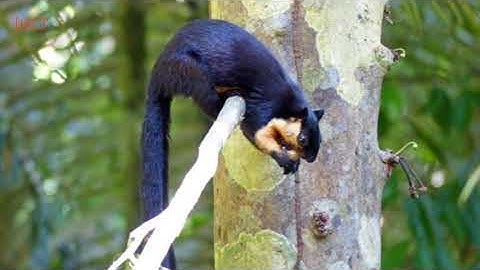 Tiếng Sóc Đen Côn Đảo Gọi Bầy | Tiếng Sóc Đen Côn Đảo Mồi Cực Chuẩn