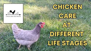 Chicken Care At Different Life Stages