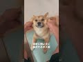 飼い主にダル絡みされるポメ柴