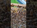queen from a swarm #bee #beekeeper #imkerij #apiarylife #imkerij #beequeen #buckfast