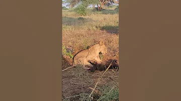 Adventure Wildlife Safari Safari Jumasafarikenya 