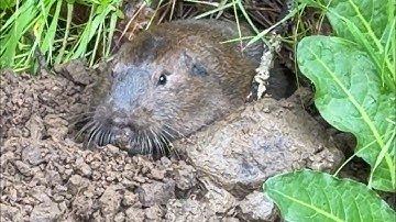 Gopher a’tunneling!! What a cutie! 💕