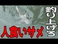 都会の川にいる人食いサメを泳がせ釣りで狙う！【人食いオオメジロサメ】
