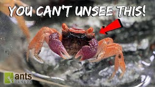 My New VAMPIRE CRABS - You Can't Unsee This