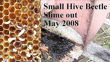Small Hive Beetle traps  #JointheTEKYouTubeCommunity  ##ALLAussieContent