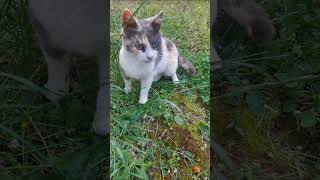 #nature #animal #félin #cat #chat #cute #relaxing #forest #exterior chat 🐱 🐈 😺 en extérieur