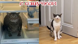 Funny Animal Videos 2024 - Funniest Dogs and Cats Videos #209