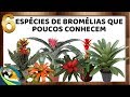 6 ESPÉCIES DE BROMÉLIAS QUE POUCOS CONHECEM !!