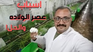 عسر الولاده الحل والأسباب في الارانب