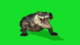 crocodile green screen