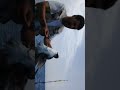 طيور النورس بالبحر الاحمر