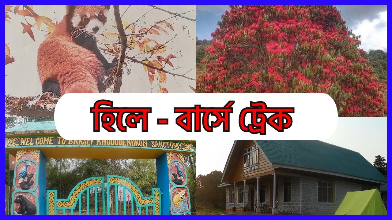 Hilley-Barsey Trek || Barsey Rhododendron Sanctuary || হিলে-বার্সে ট্রেক || Varsey West Sikkim ||