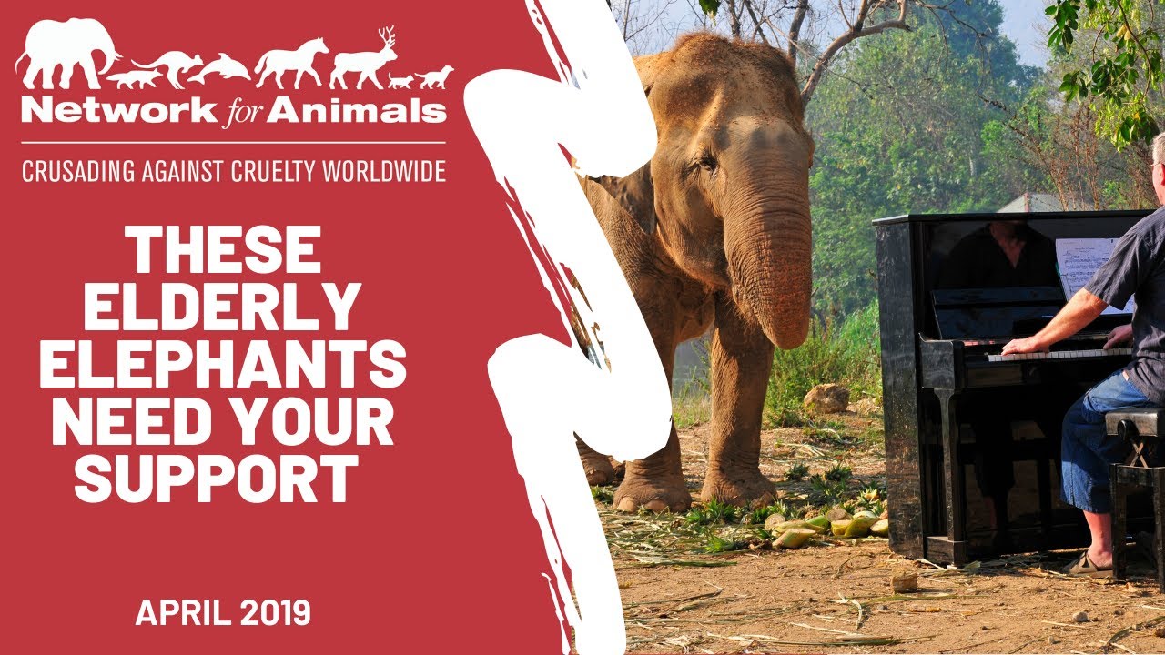 Last stand for elephants on the River Kwai animals clipart