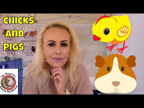 Wideo: Czy świnki jedzą kurczaki?