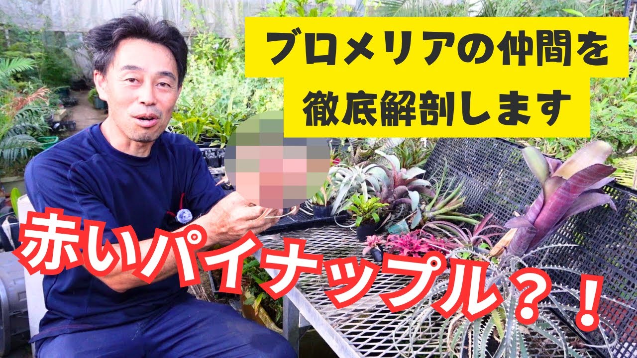 Comprehensive explanation] What is a bromeliad? A plant