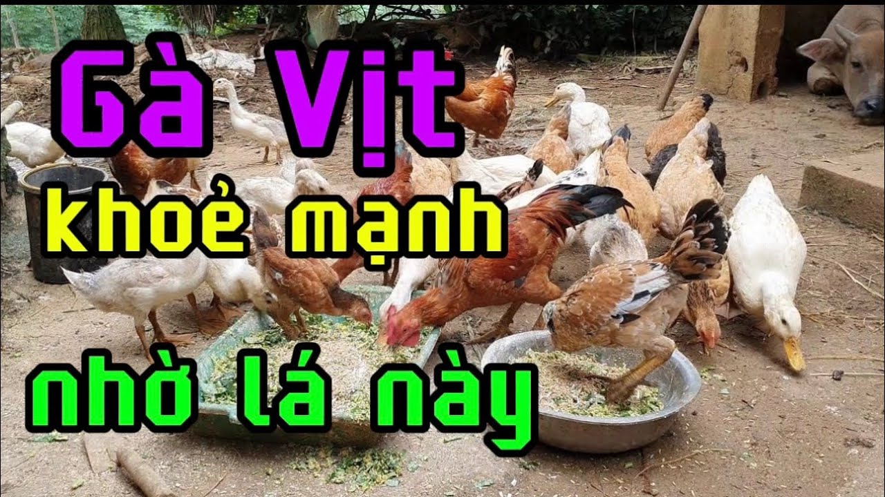 GÀ ĂN GÌ ĐỂ CHÓNG LỚN KHÔNG BỆNH