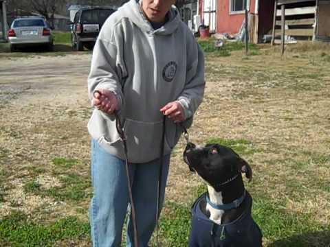 proper-use-of-slip-collar-and-leash-training-video.mp4